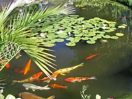 Teich AquariumProfis Schwaz